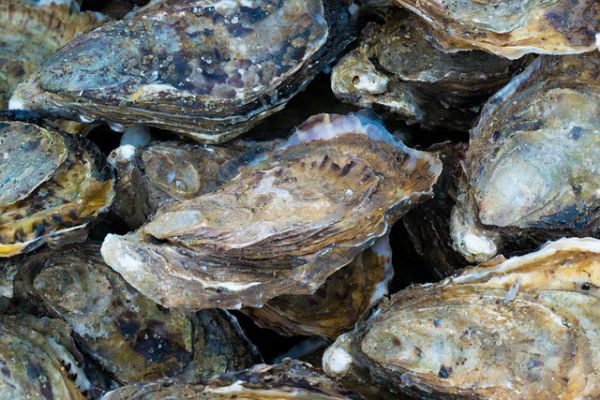 Oysters are among the richest sources of zinc, although it can be found in many other foods.