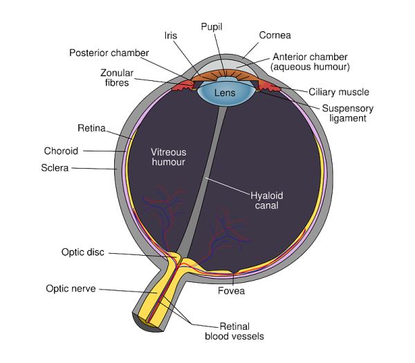 Vitamin A is fundamental in the growth and maintenance of light receptors in the eye's retina.