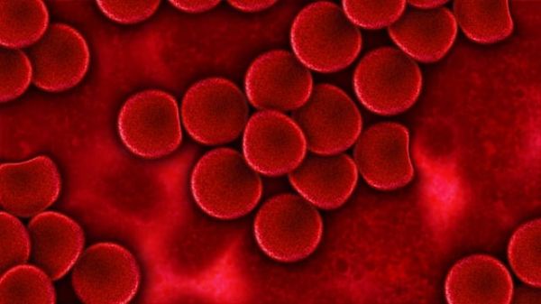 Vitamin B12 plays a crucial role in the structure and quality of red blood cells.